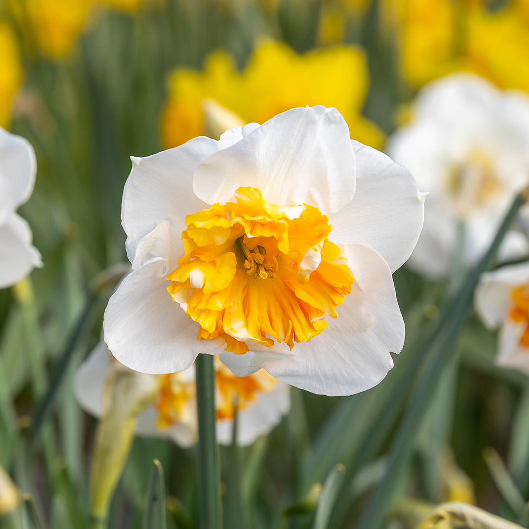 Daffodil Dolly Mollinger
