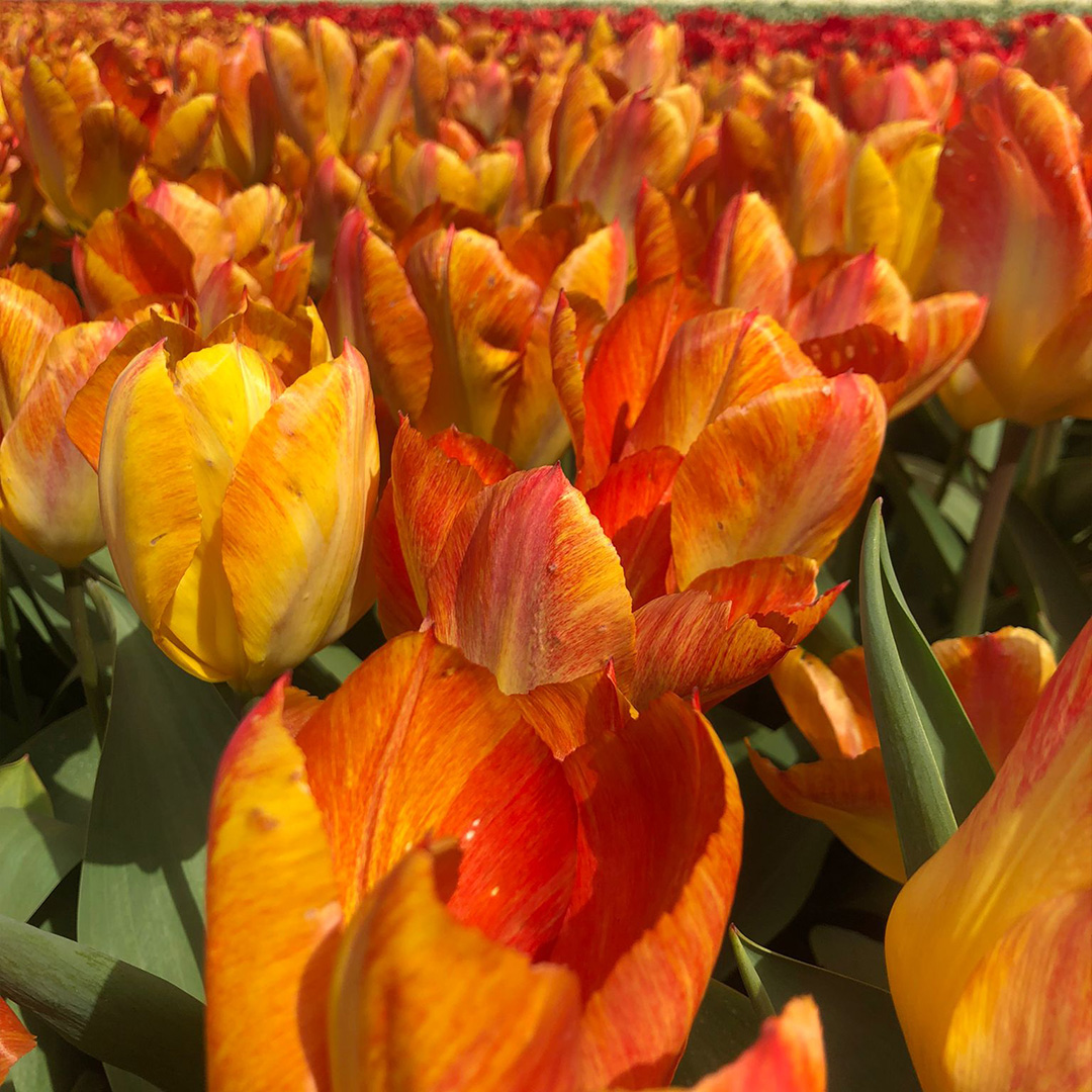Tulip Flaming Sunrise