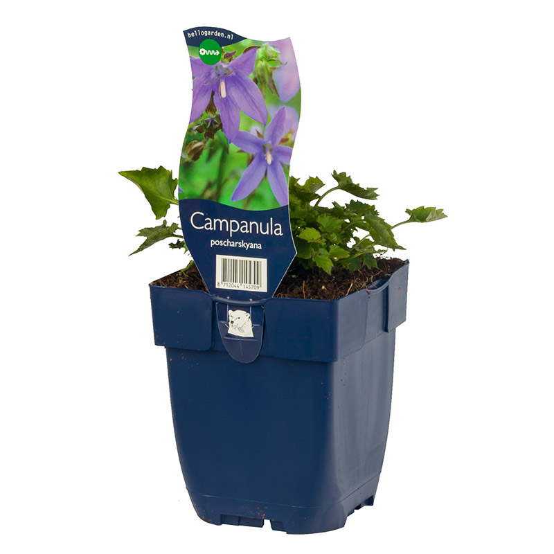 61001560-Campanula-porscharkskyana-pot