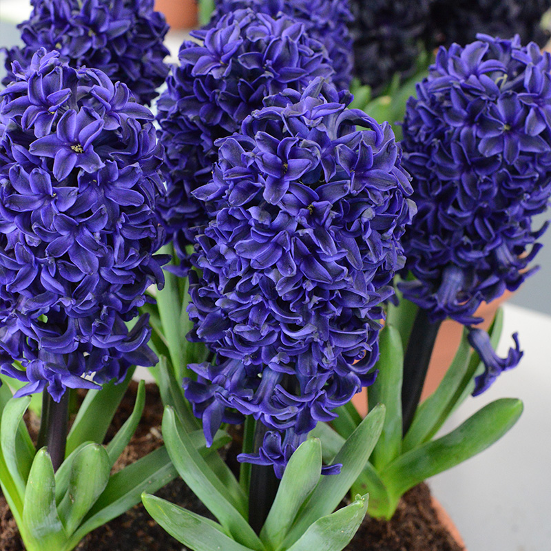 8175-Hyacinthus-Spring-Field Hyacinth Spring Field