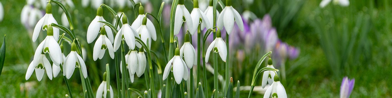 Galanthus: Flower Bulb of the Year 2025