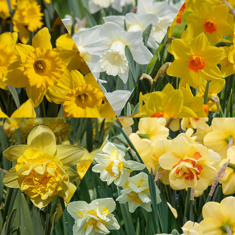 Daffodil Bulb Collection Daffodil Bulb Collection