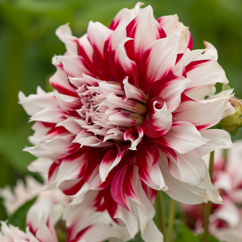10023-Dahlia-X-Factor-03-R