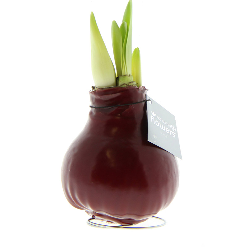 Wax Amaryllis Bordeaux
