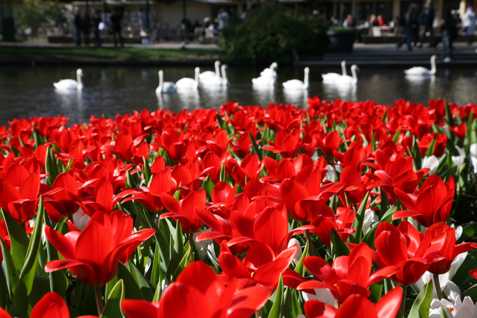 Tulip Showwinner