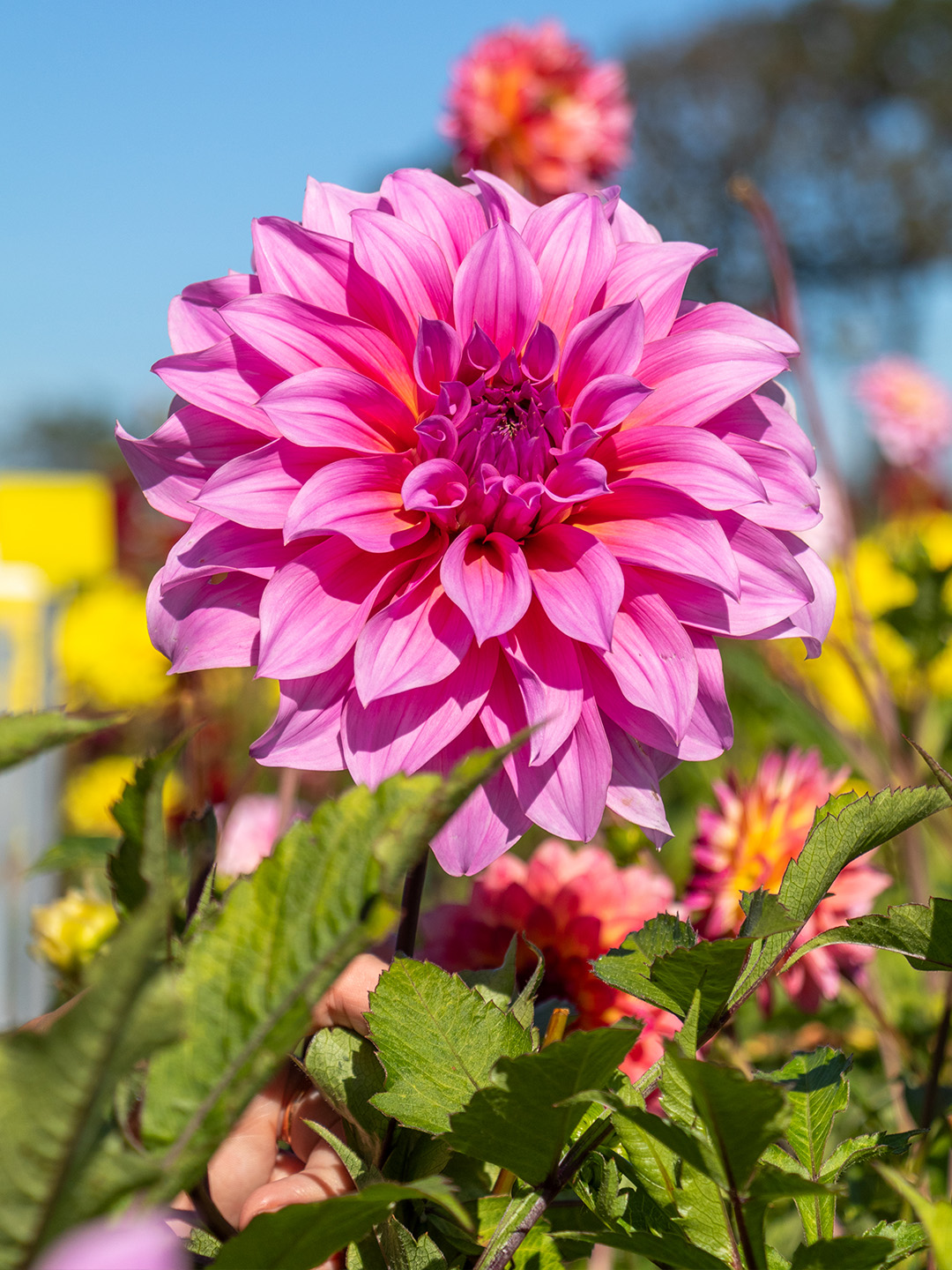 Dahlia-Arthur-Hambley-02