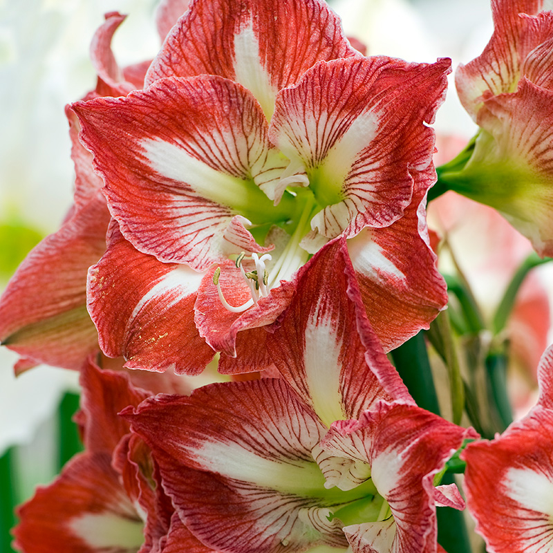 9580-hippeastrum-minerva-01