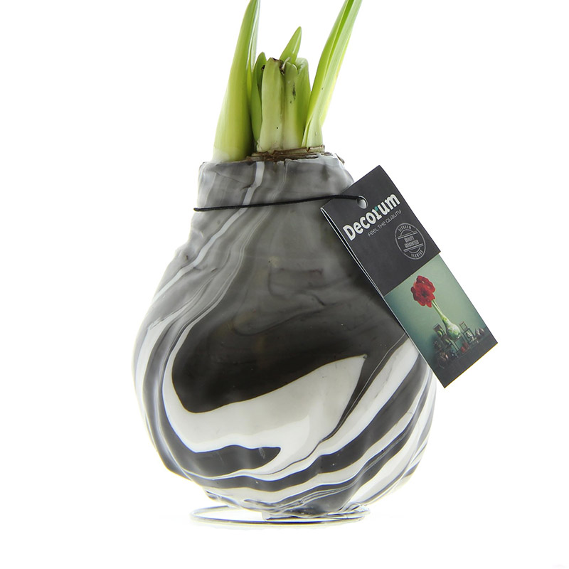 Wax Amaryllis XL Artooz Black