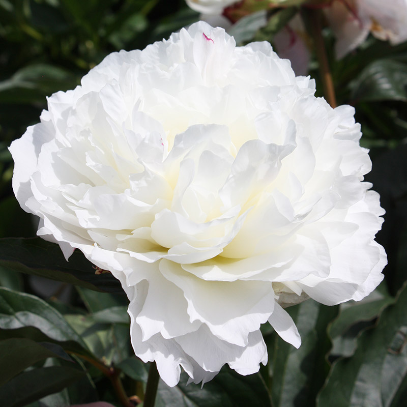 Peony 'Shirley Temple'