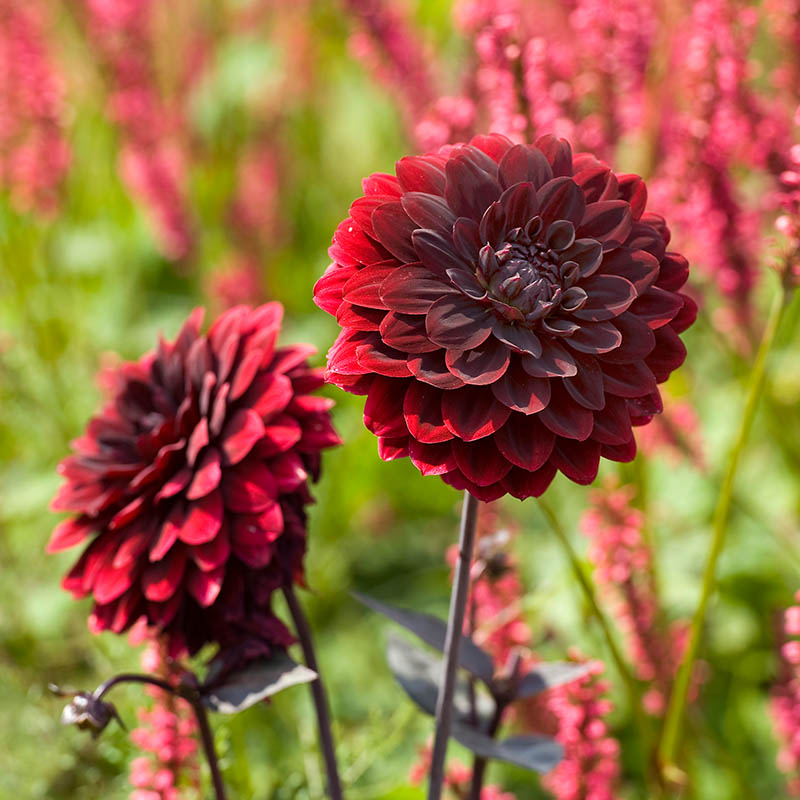 Dahlia-arabian-night-2