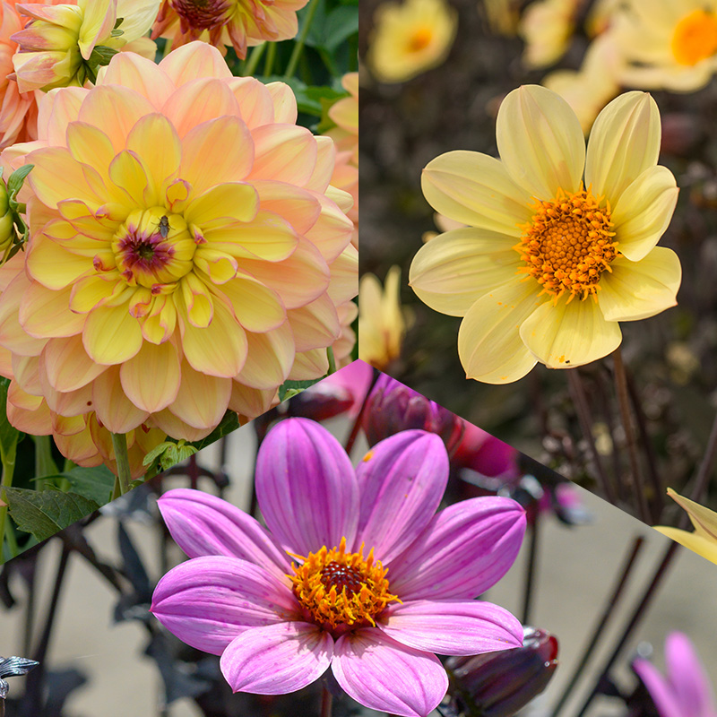Dahlia Collection “Happy“