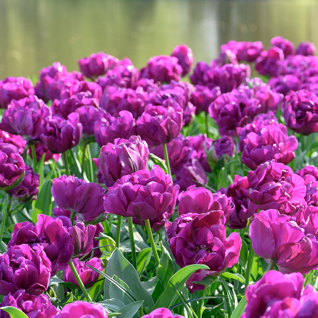 Tulip Negrita Double