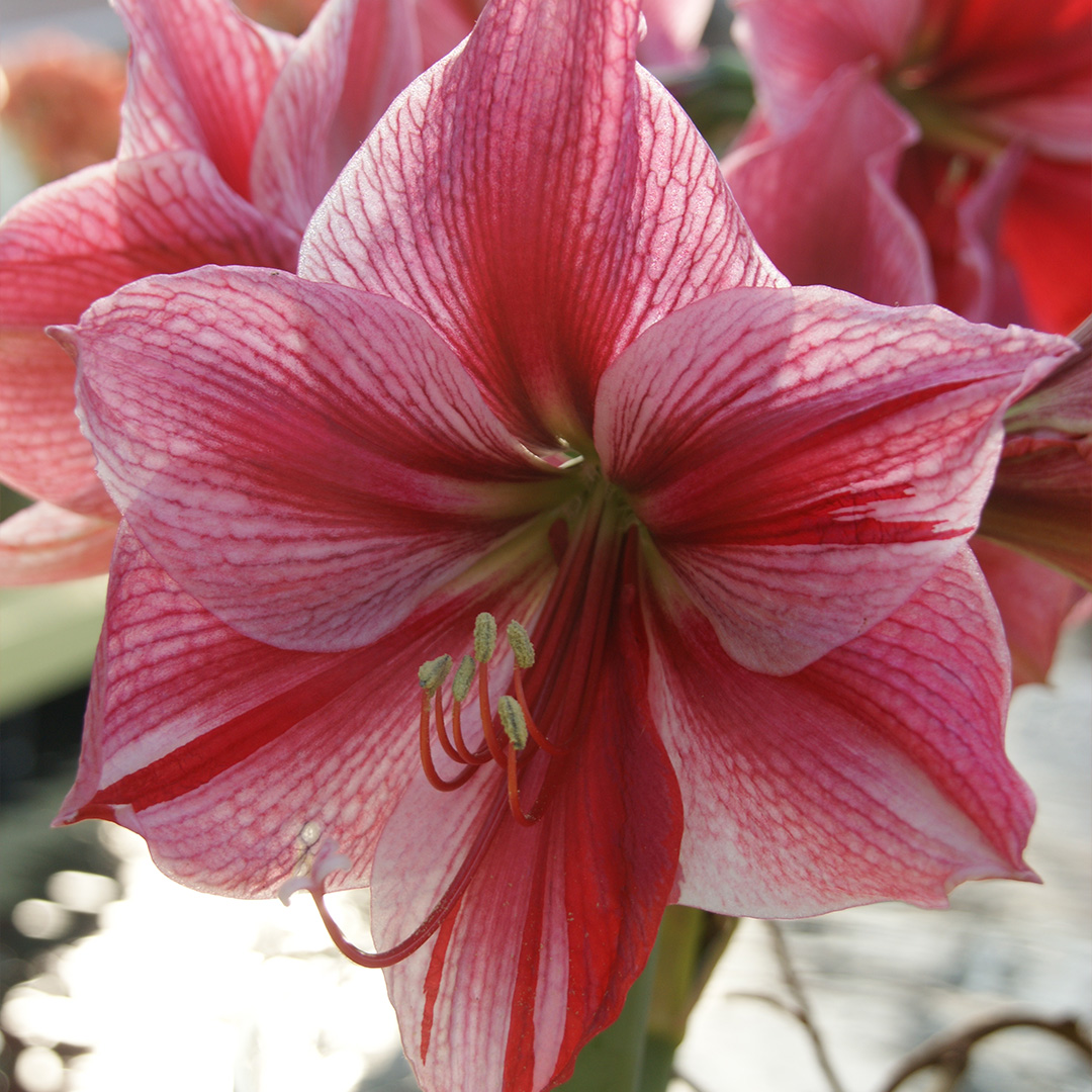 Amaryllis Gervase Amaryllis Gervase