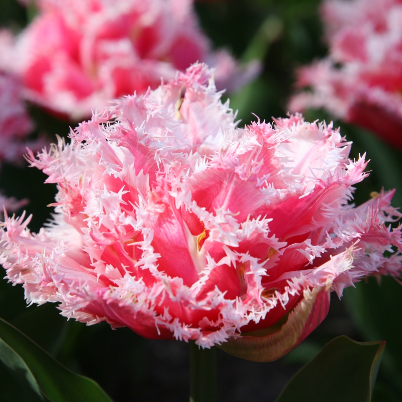 2440 Tulip Queensland