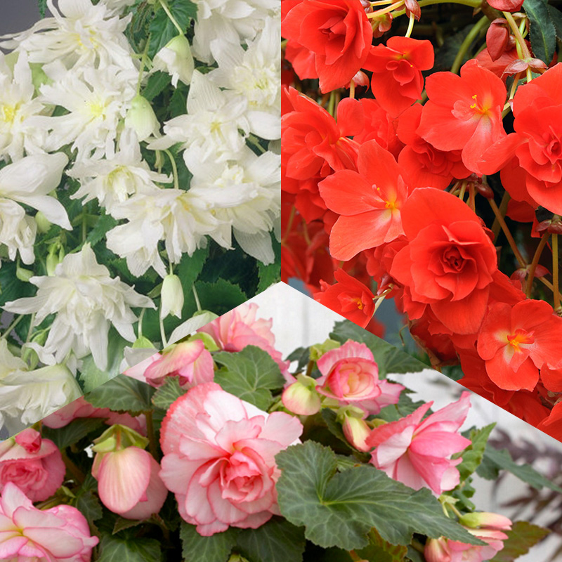 Trailing Begonia Mix „Hanging Beauties“
