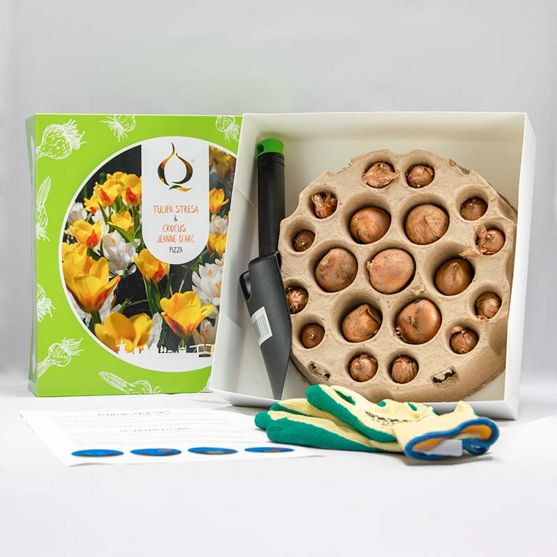 55025104025-Pizza-Stresa-Jeanne-dArc-inhoud Pizza Tulip Stresa & Crocus Jeanne d'Arc with shovel and gloves