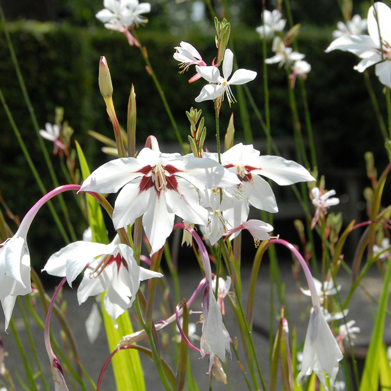 Gladiolus murielae
