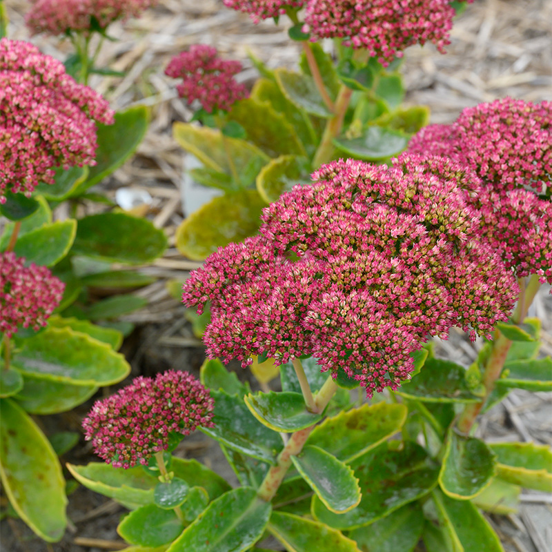 6101035-Sedum-Herbstfreude-03