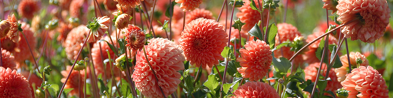 Ball dahlias: Simple splendor for your garden
