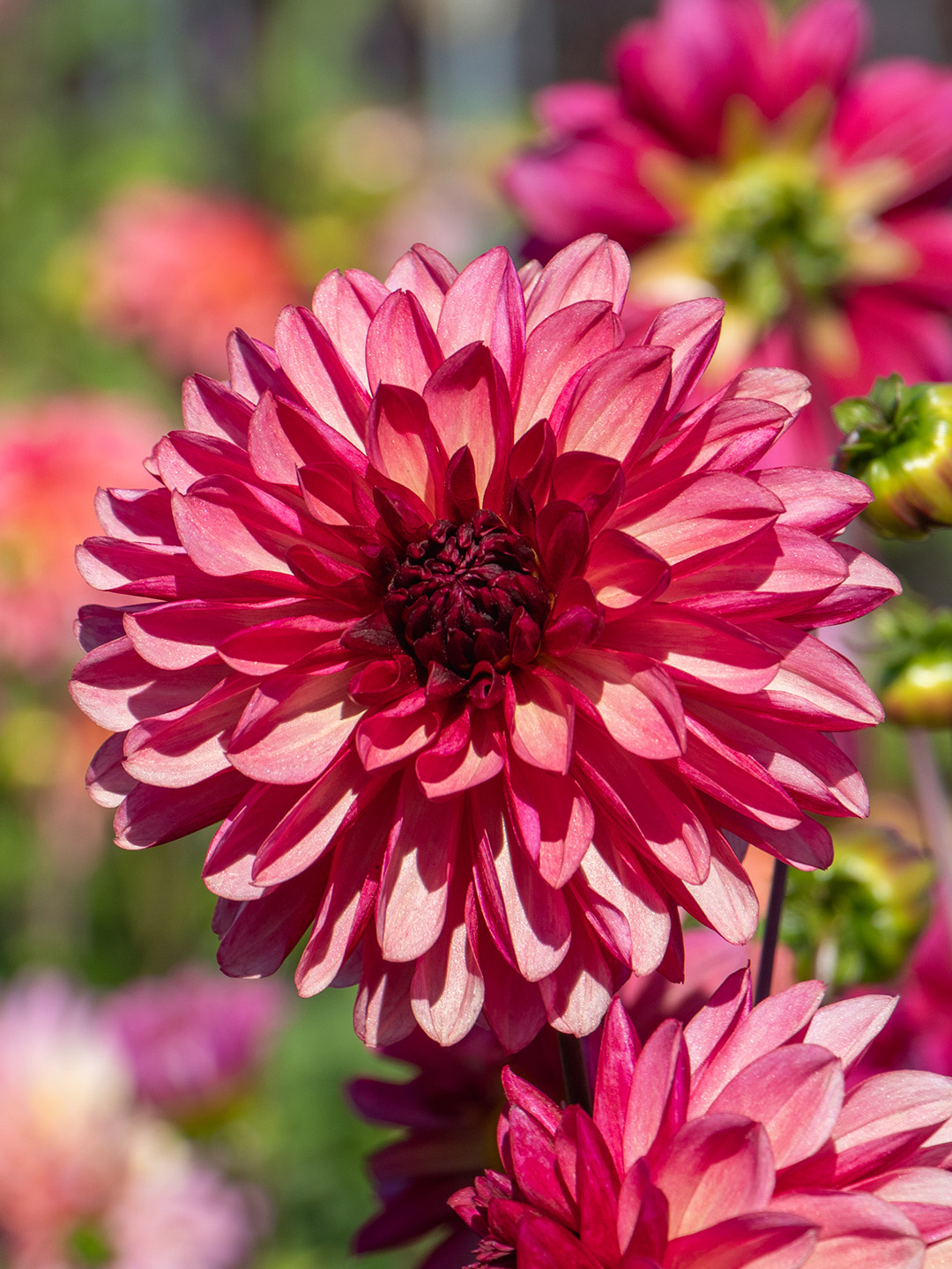 Dahlia Bacardi Dahlia Bacardi