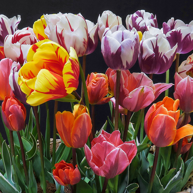 1185-Rembrandt Rembrandt Tulip Bulb Collection bicolor