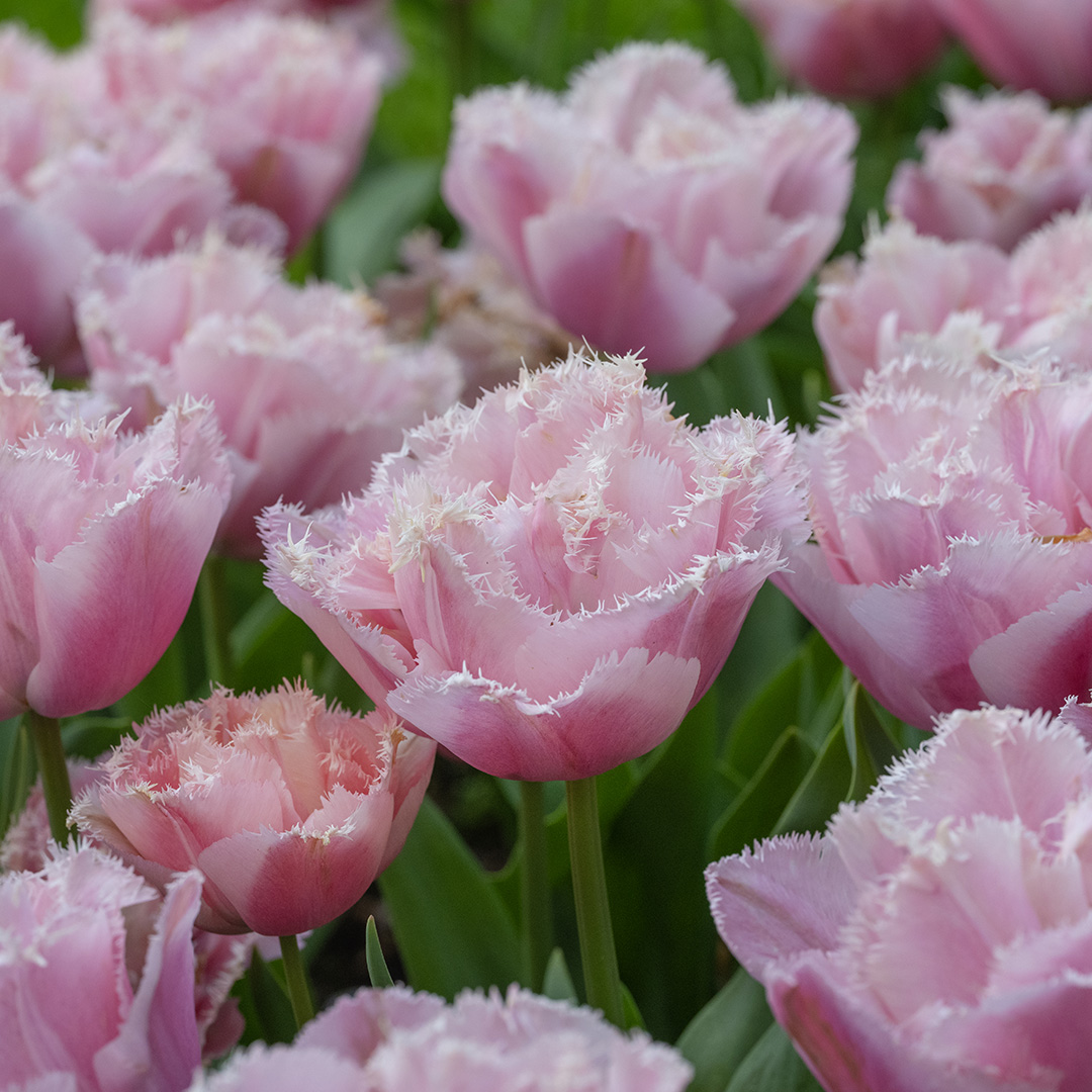 Tulip Pink Magic