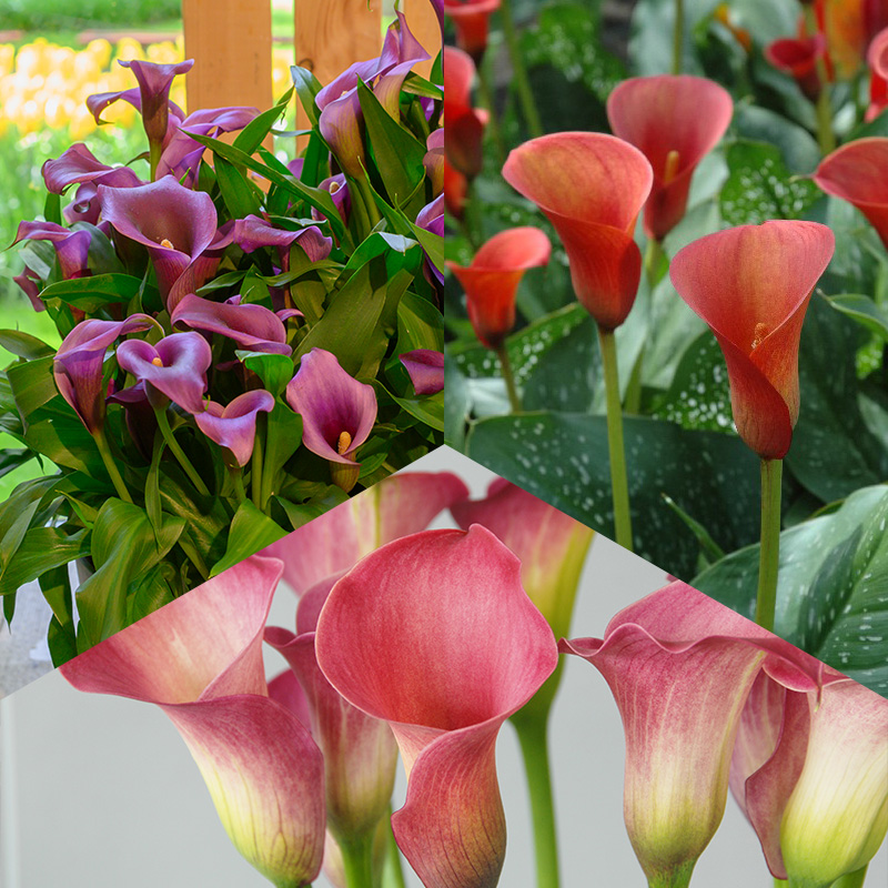 Cala lily Mix “Colourful Summer”