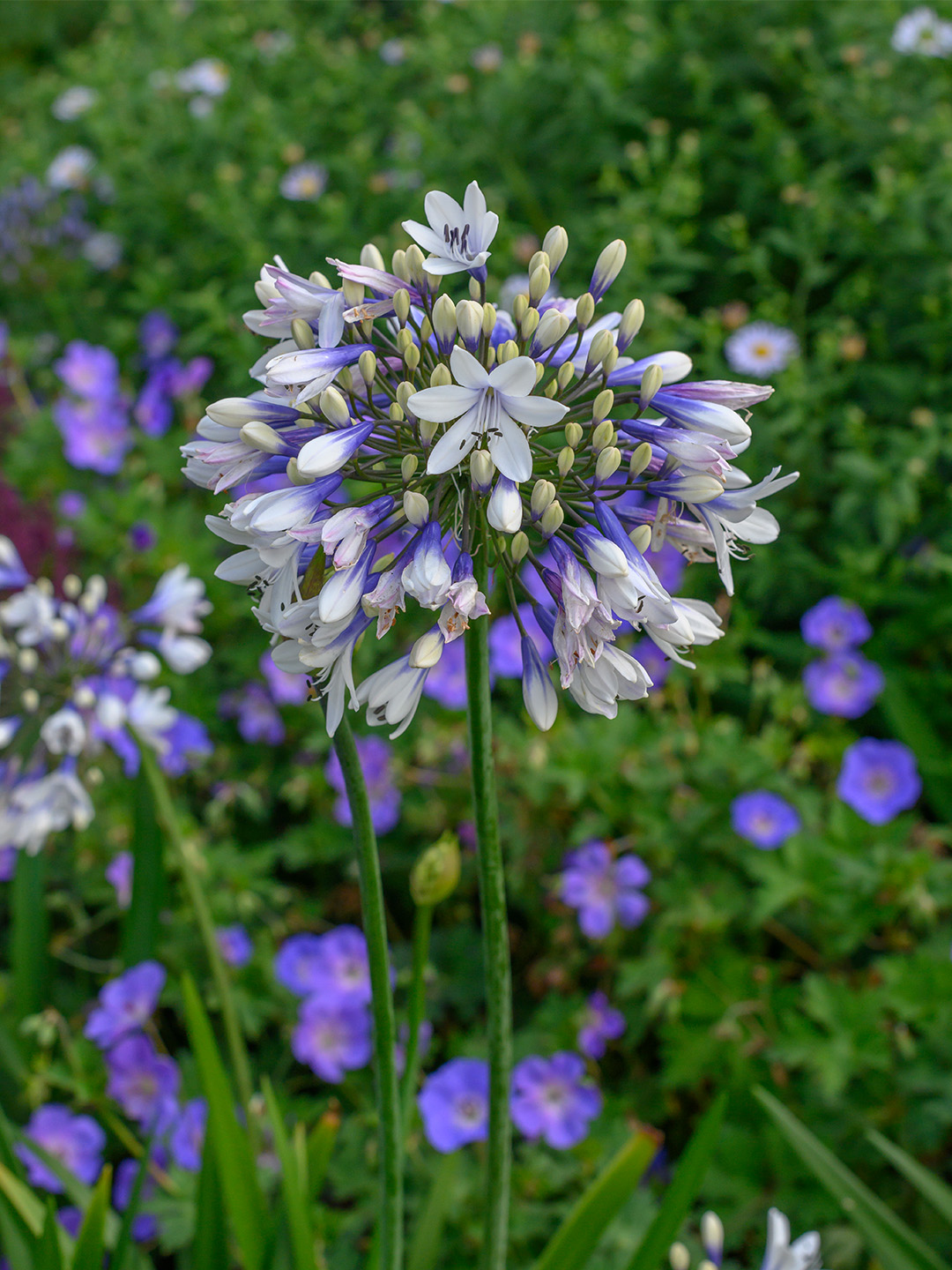 Agapanthus Twister Agapanthus Twister
