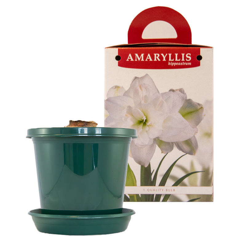 Amaryllis Marilyn® in pot and in gift box