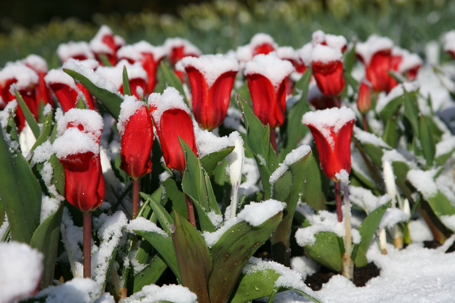 Tulip Showwinner