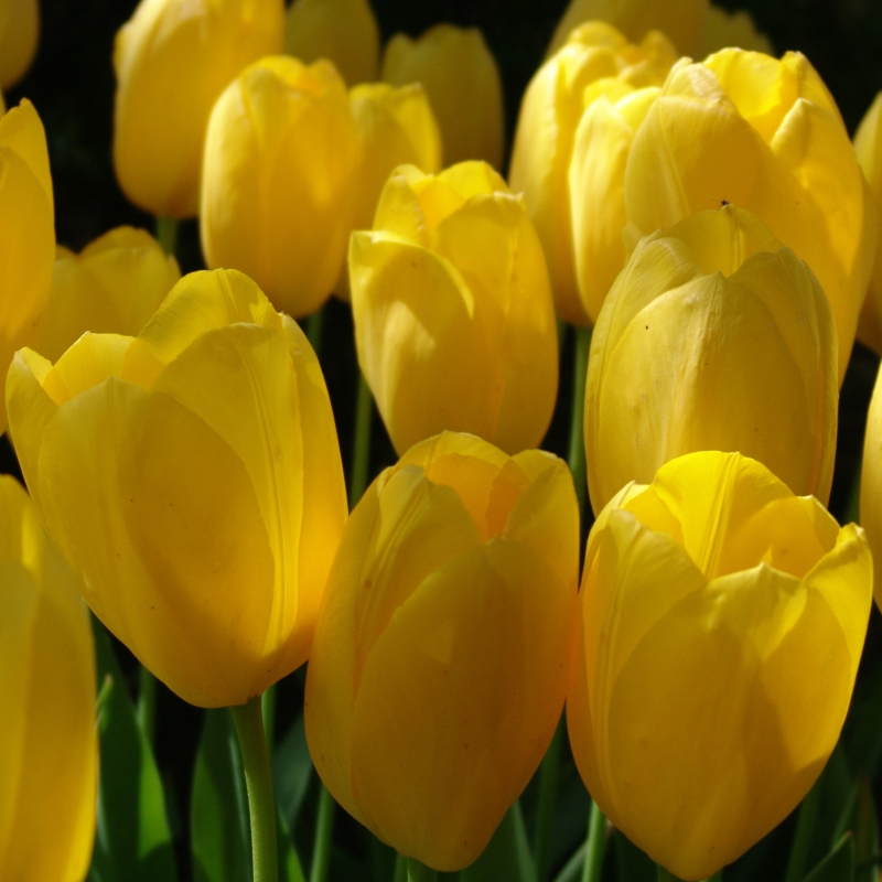 Tulip Big Smile