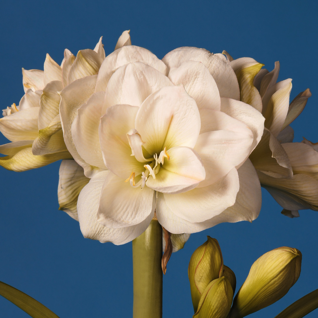 Amaryllis White Amadeus