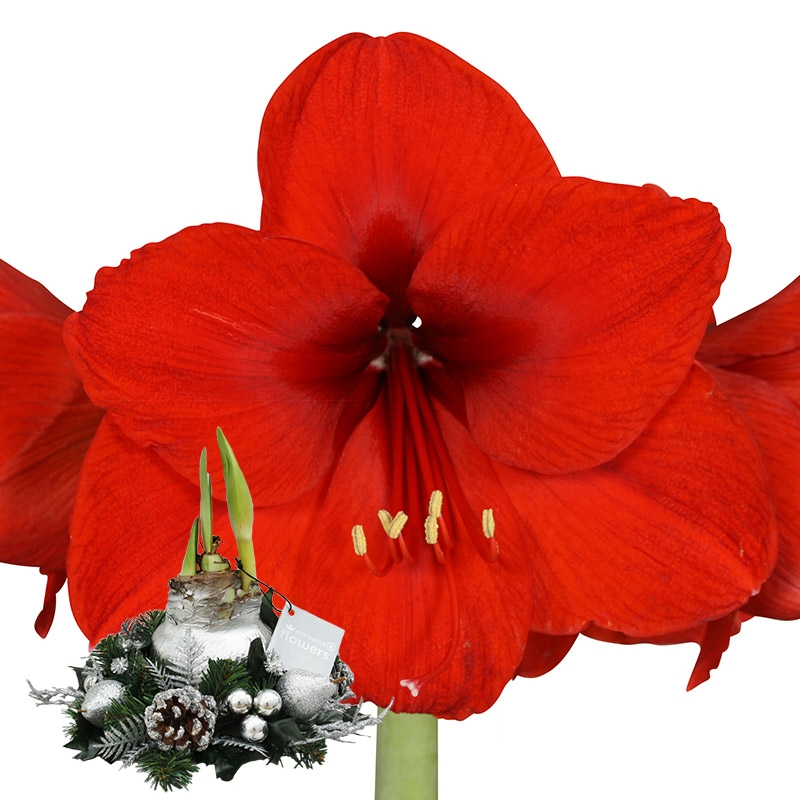 Wax Amaryllis Christmas wreath Silver