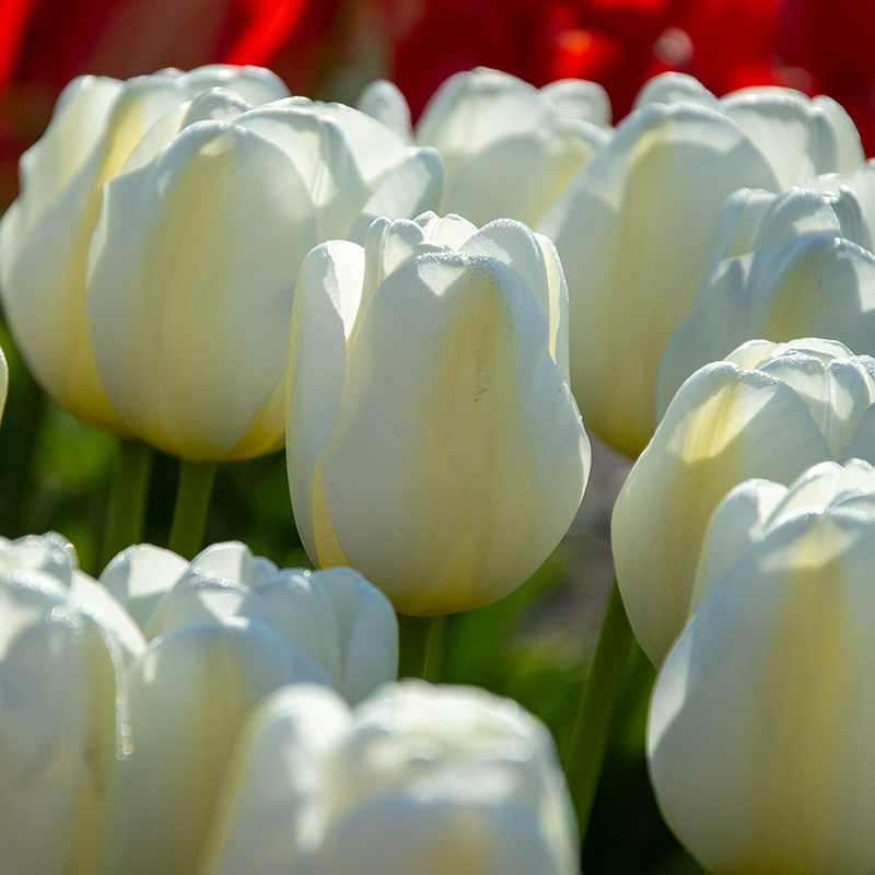 2035-Tulipa-Angels-Wish-05