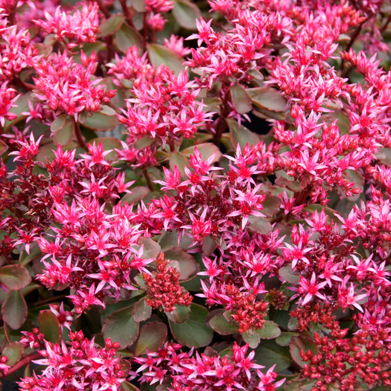 61001745-Sedum-spur-Fuldaglut