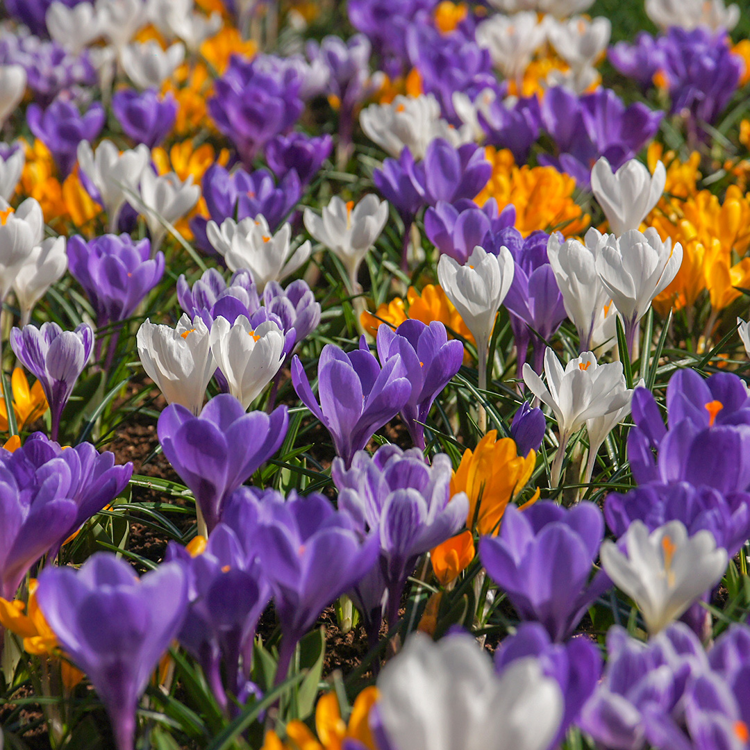 Crocus vernus mix Crocus vernus mix