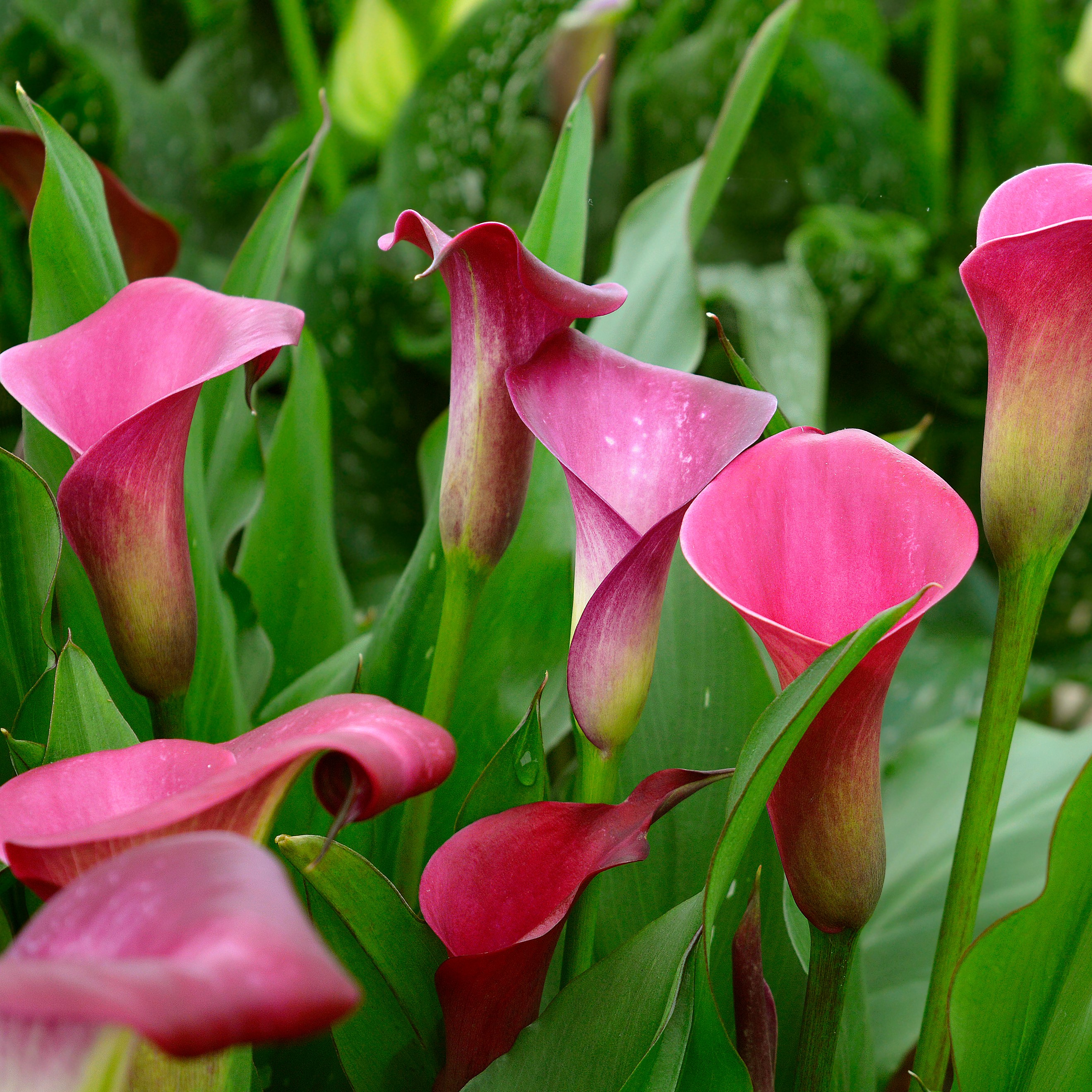 95110-shutterstock_1165480339-Zantedeschia-Sumatra-2