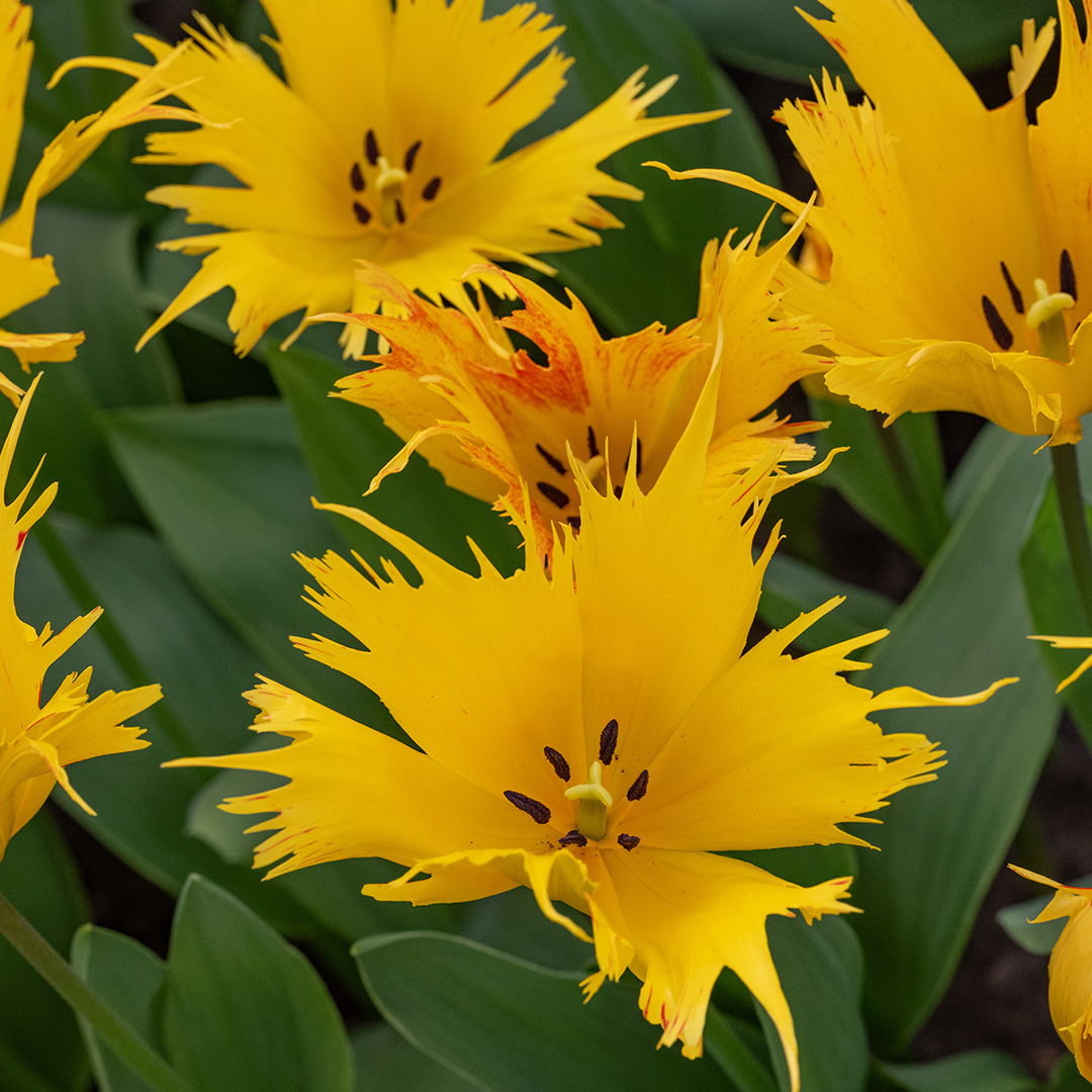 Tulip Golden Leo