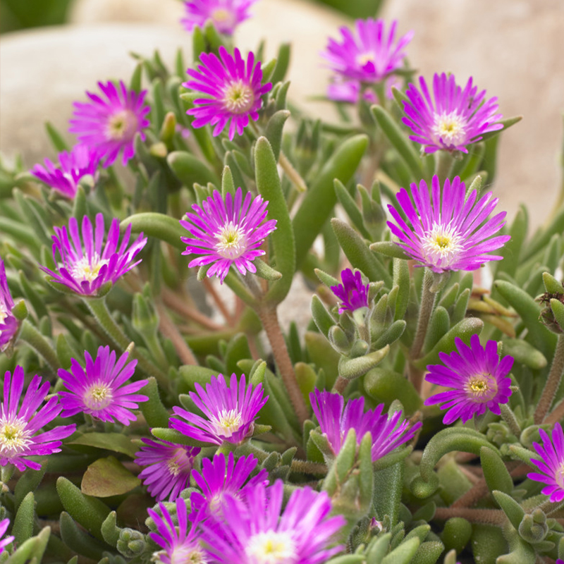 delosperma-aberdeenense-hot-pink-2