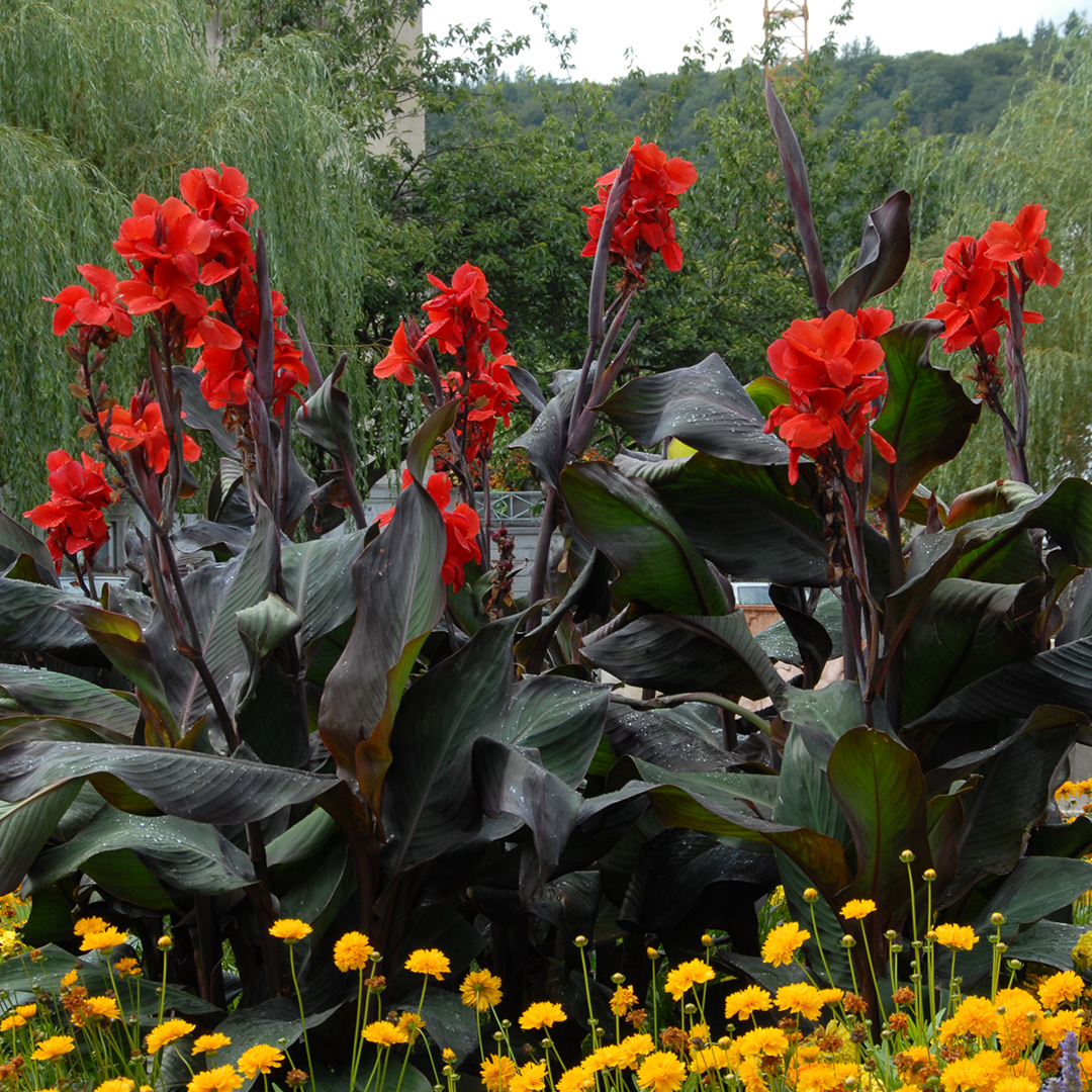 Canna Black Knight Canna Black Knight