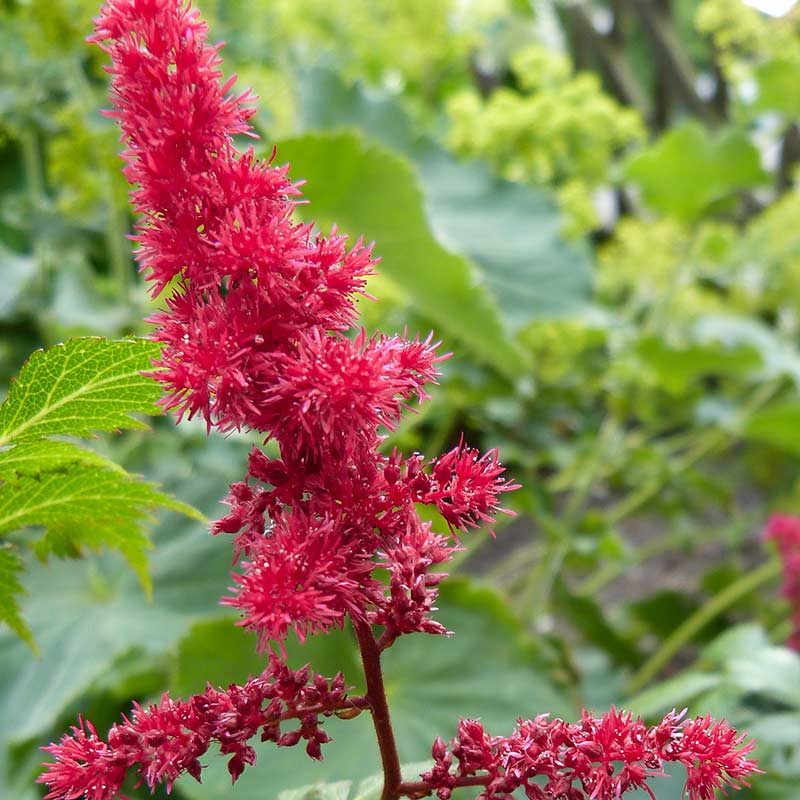 False goats beard (Astilbe Arendsii) 'Fanal'