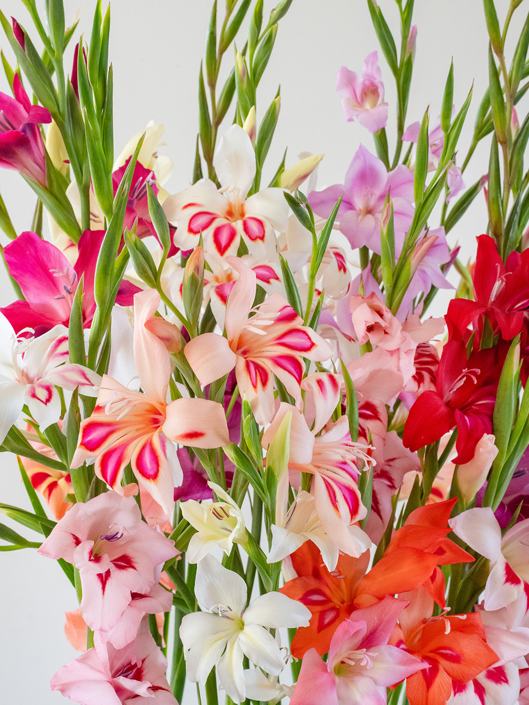Gladiolus nanus Mixed Gladiolus nanus Mixed