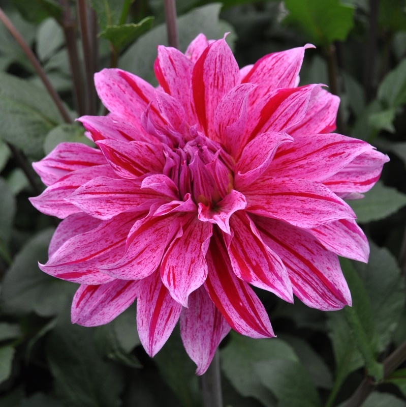 Dahlia Babylon purple