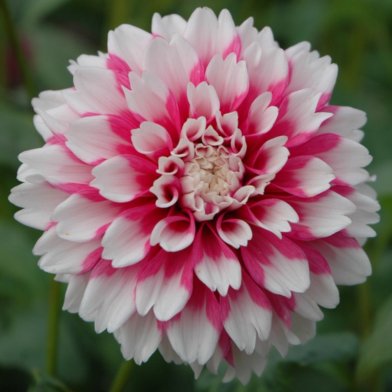 Dahlia Fuzzy Wuzzy