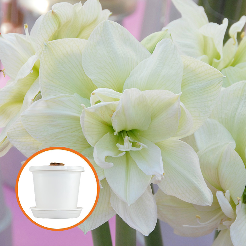 Amaryllis Marilyn® in pot and in gift box