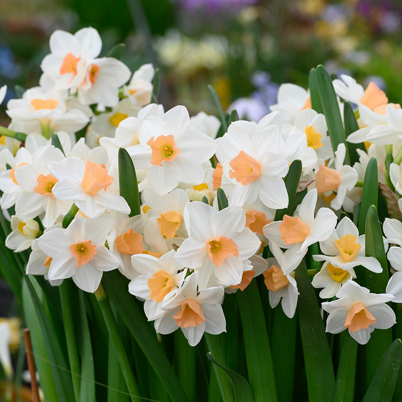 3014-Narcissus-Kapiti-Peach-R-02