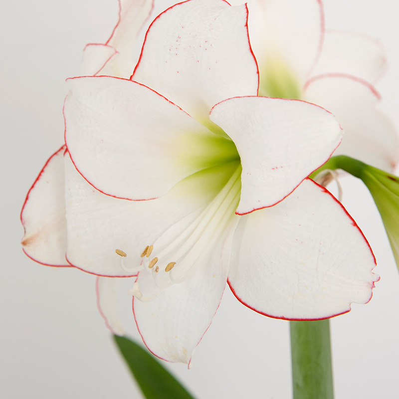 9565-hippeastrum-picotee-03