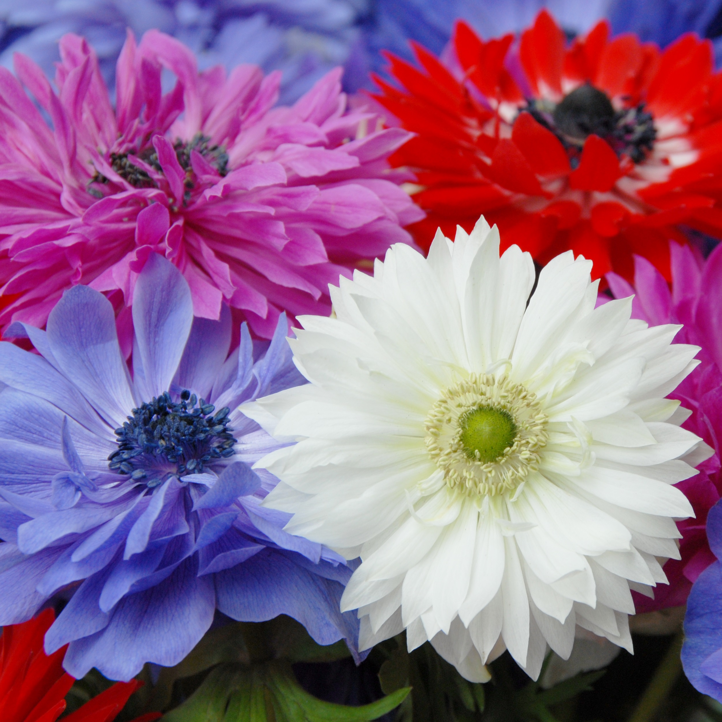 anemone_coronaria_st_brigid_1_800x800_1 Anemone St. Brigid