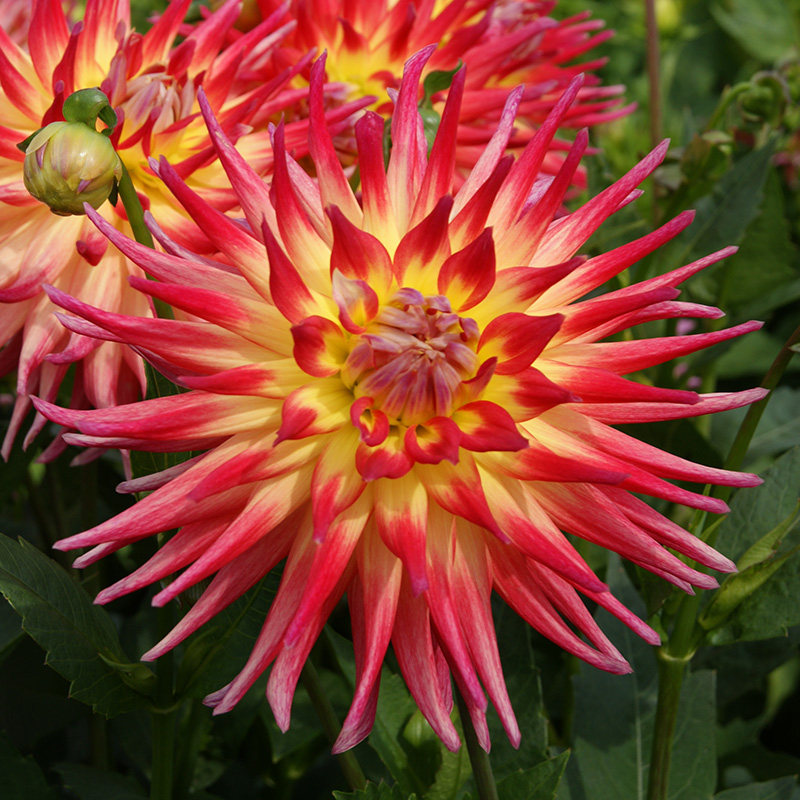 10054-Dahlia-Electric-Flash