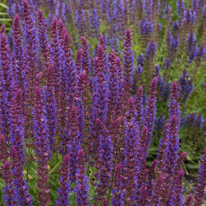 6101150-Salvia-nem-Ostfriesland-03